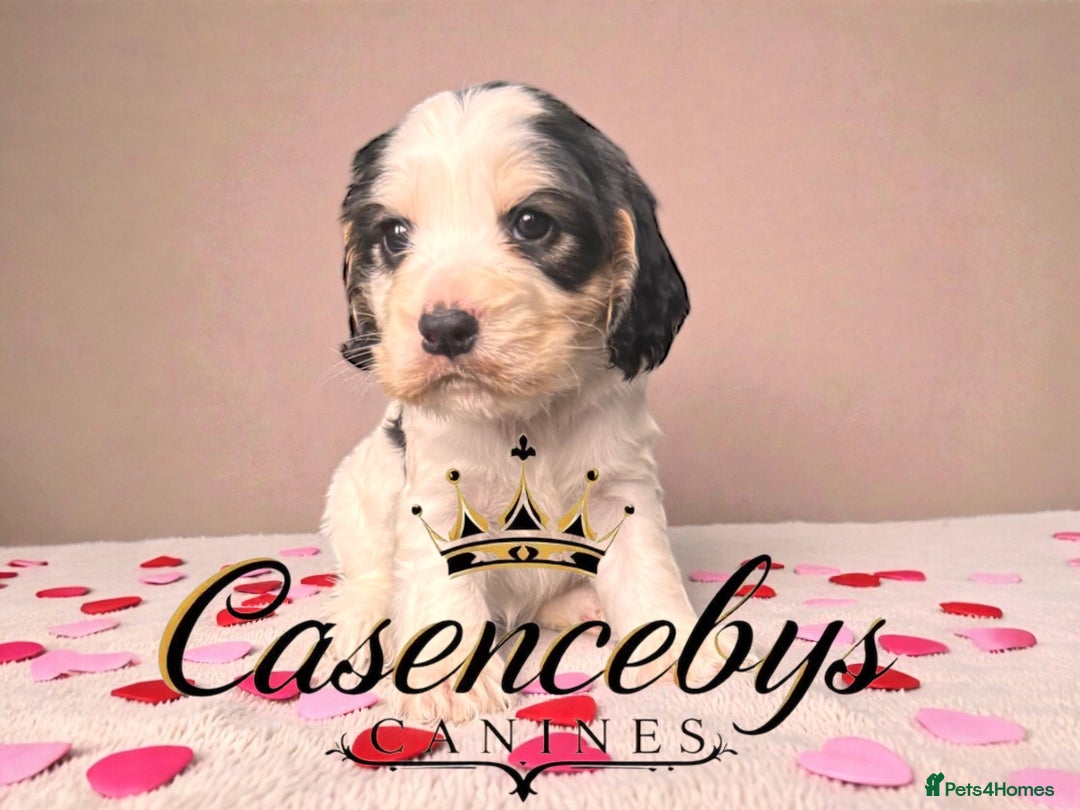 Cocker Spaniel dogs for sale: ❤️THE MOST INCREDIBLE DNA CLEAR SHOW SPANIELS❤️ - Advert 8