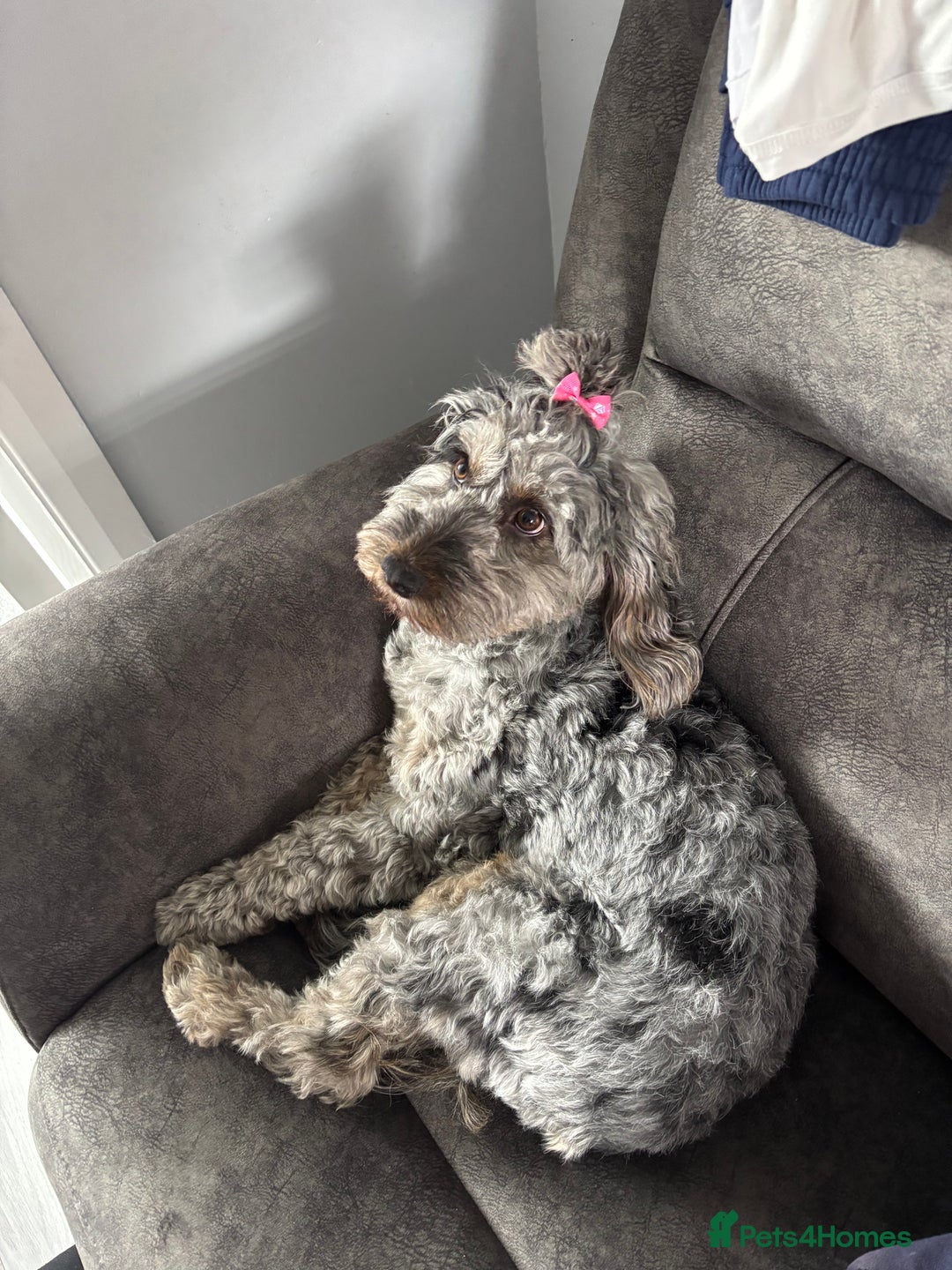 Cockapoo dogs for sale: Cockapoo Milan age 1  - Advert 1