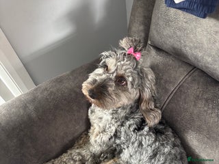 Cockapoo dogs Cockapoo Milan age 1 - Advert 1