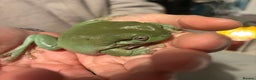 Frog reptiles for sale: White Tree Frog & Enclosure - Advert 2
