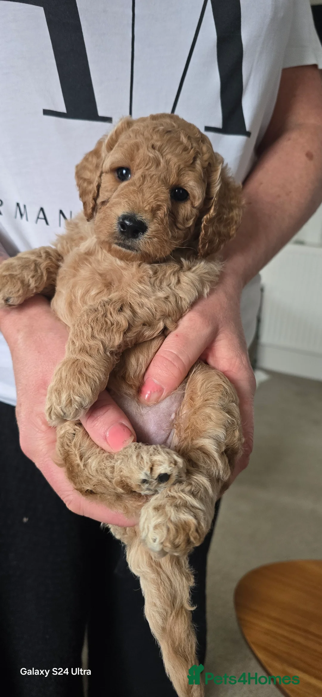 Mixed Breed dogs for sale: Stunning Irish Cockapoodledo's........ - Advert 38