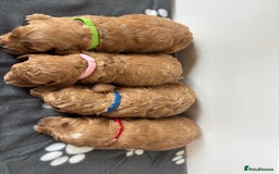 Cockapoo dogs for sale: F1b cockapoo pups  in Pickering - Image 8