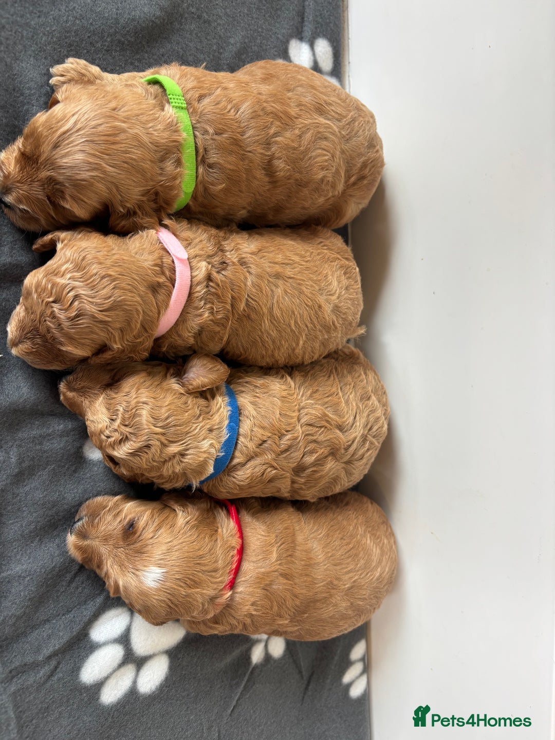 Cockapoo dogs for sale: F1b cockapoo pups  in Pickering - Image 8