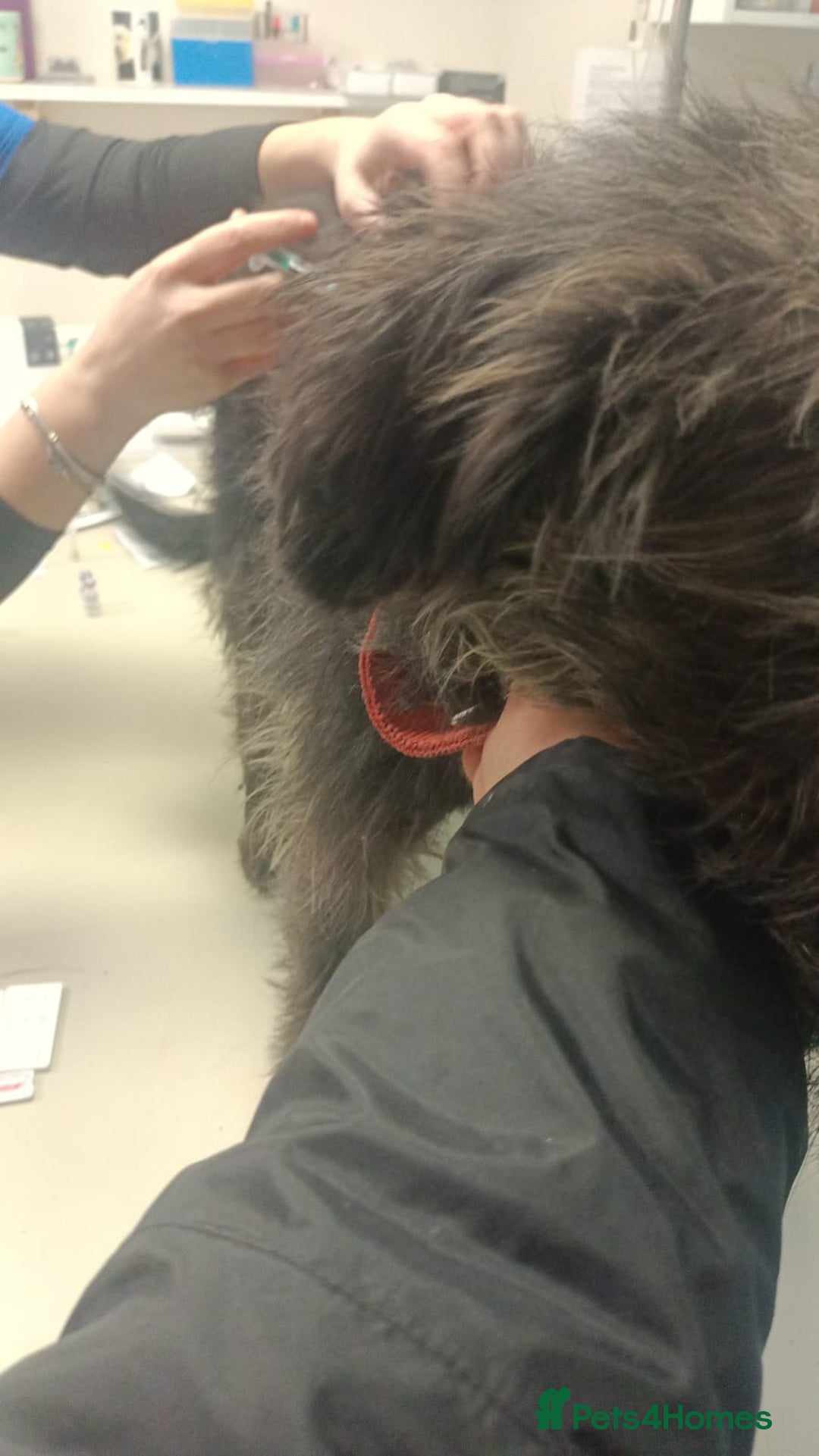 Mixed Breed dogs for adoption: ROCKY – Gentle, Resilient & Ready for Love 🐾 - Advert 15