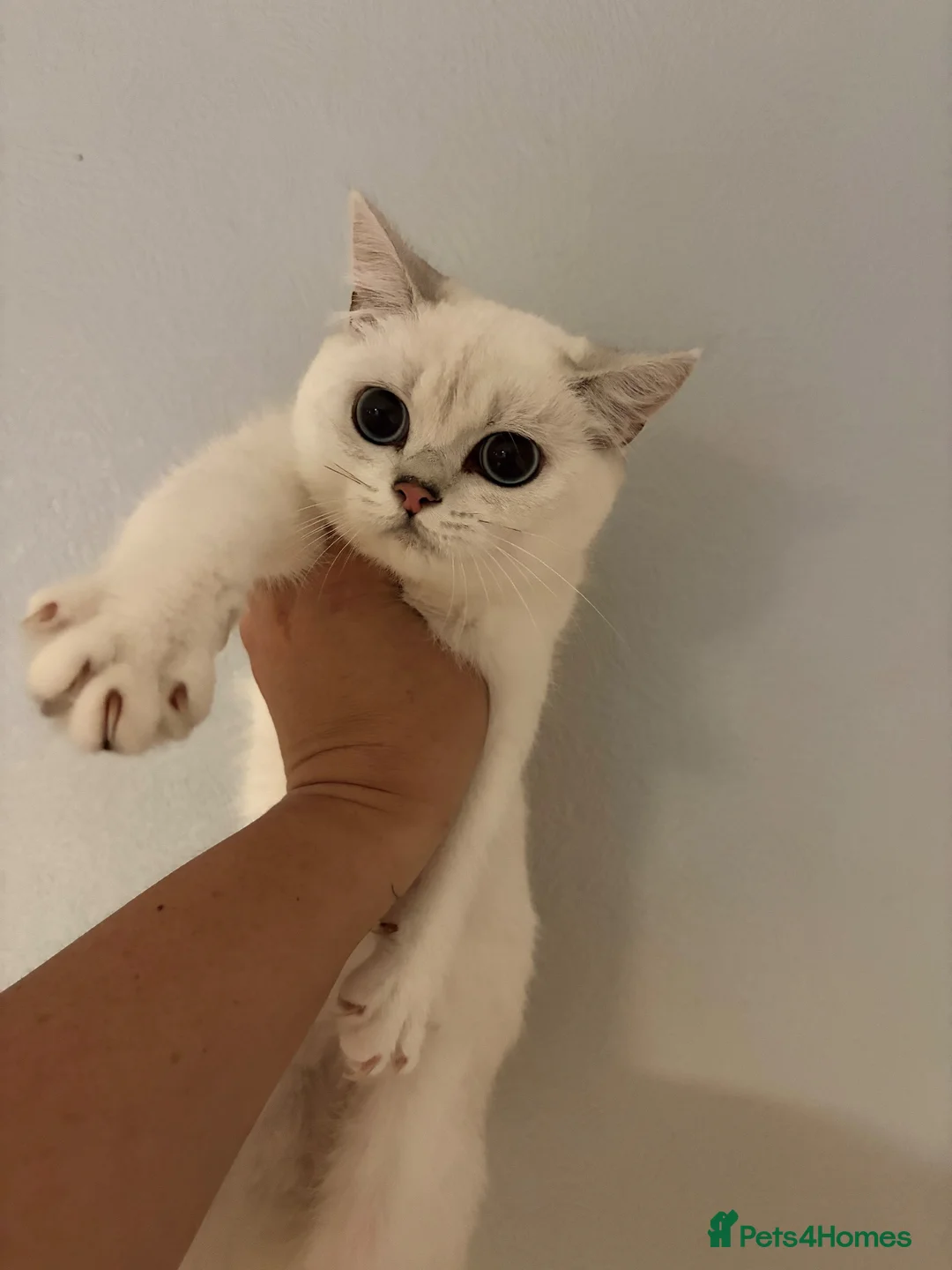 British Shorthair cats for sale: GCCF registered kittens - 1 boy 2 girls  - Advert 1