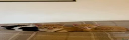 Mixed Breed cats for sale: Two boy ginger kittens  - Advert 14