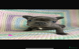 French Bulldog dogs for sale: 6 beautiful French bulldog puppies.  - Image 5