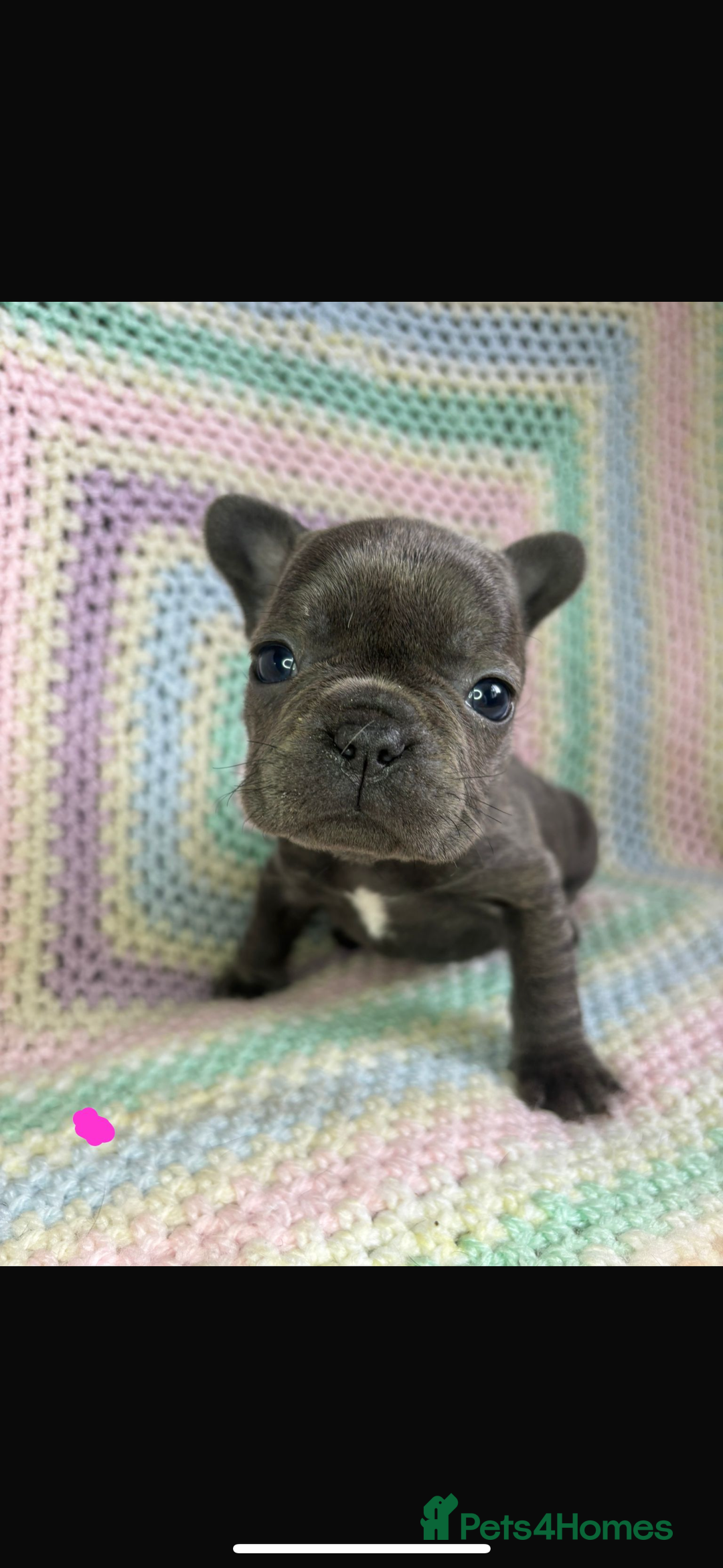 French Bulldog dogs for sale: 6 beautiful French bulldog puppies.  - Image 5