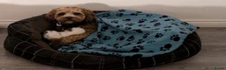 Cavapoo dogs for stud: Handsome Cavapoo for Stud - Advert 6