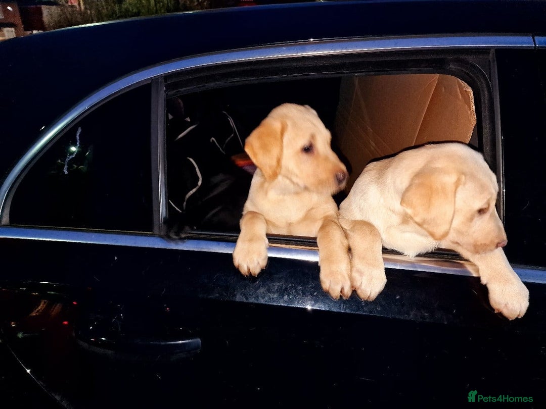 Labrador Retriever dogs for sale: Labrador puppies - Advert 16