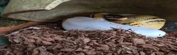 Python Snake reptiles for sale: Royal Python for pet home complete set up - Advert 4
