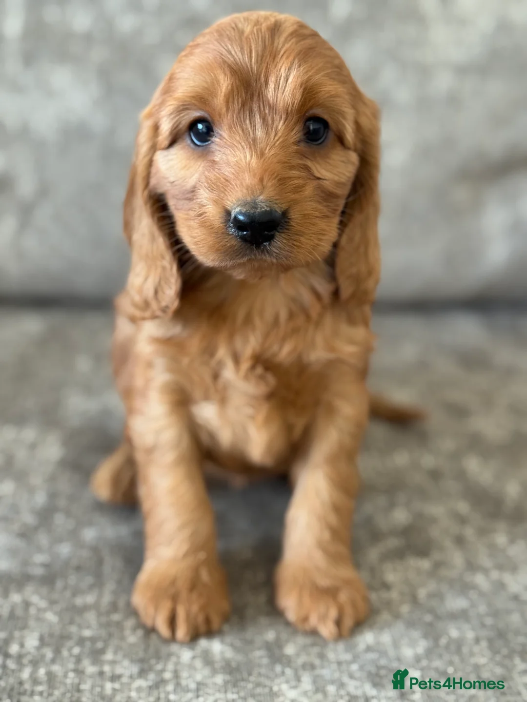 Cockapoo dogs for sale: BEAUTIFUL RED COCKERPOO LITTER  - Advert 25