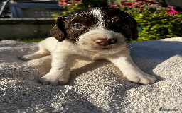 Sprocker dogs for sale: Sprocker Puppies - Image 3