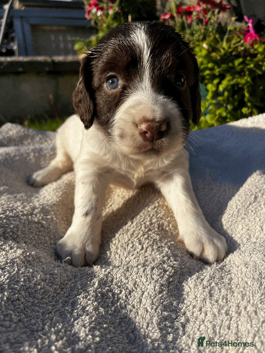 Sprocker dogs for sale: Sprocker Puppies - Image 3