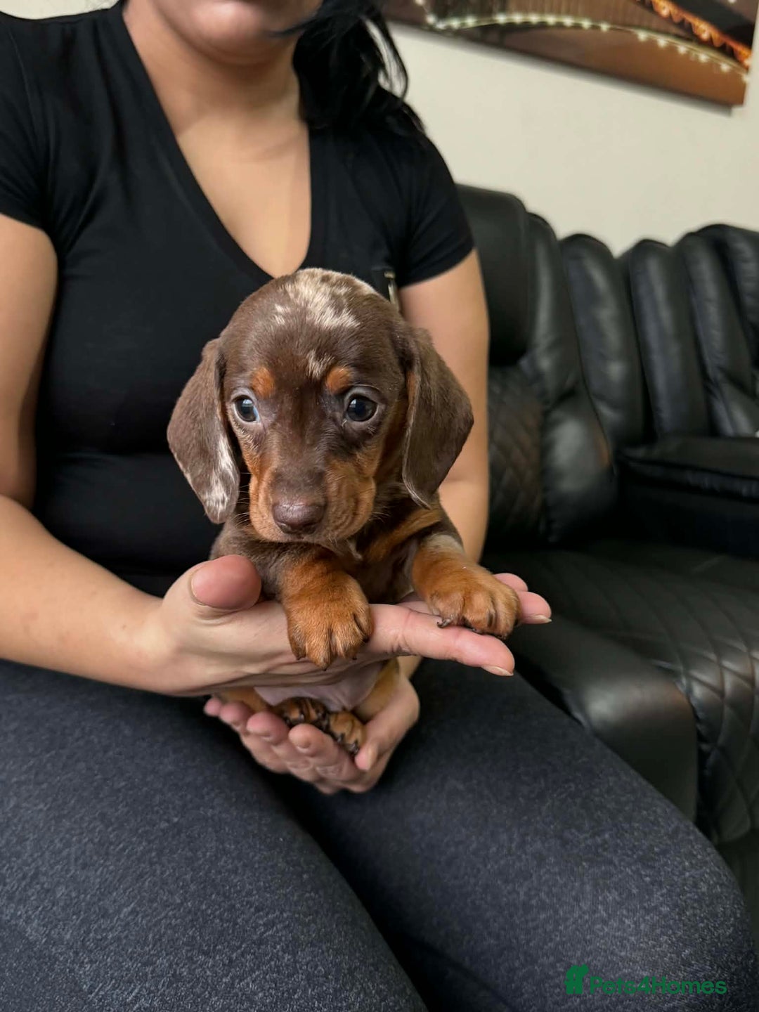 Dachshund dogs for sale: Miniature Dachshund puppies - Advert 11