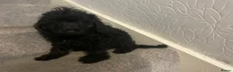 Cockapoo dogs for sale: *500*LAST  2 looking for their forever home  - Advert 2