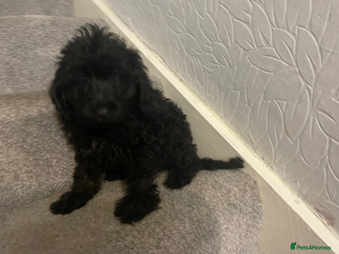 Cockapoo dogs for sale: *500*LAST  2 looking for their forever home  - Advert 2