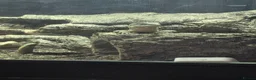 Monitor reptiles for sale: Bosc Monitor - Advert 4