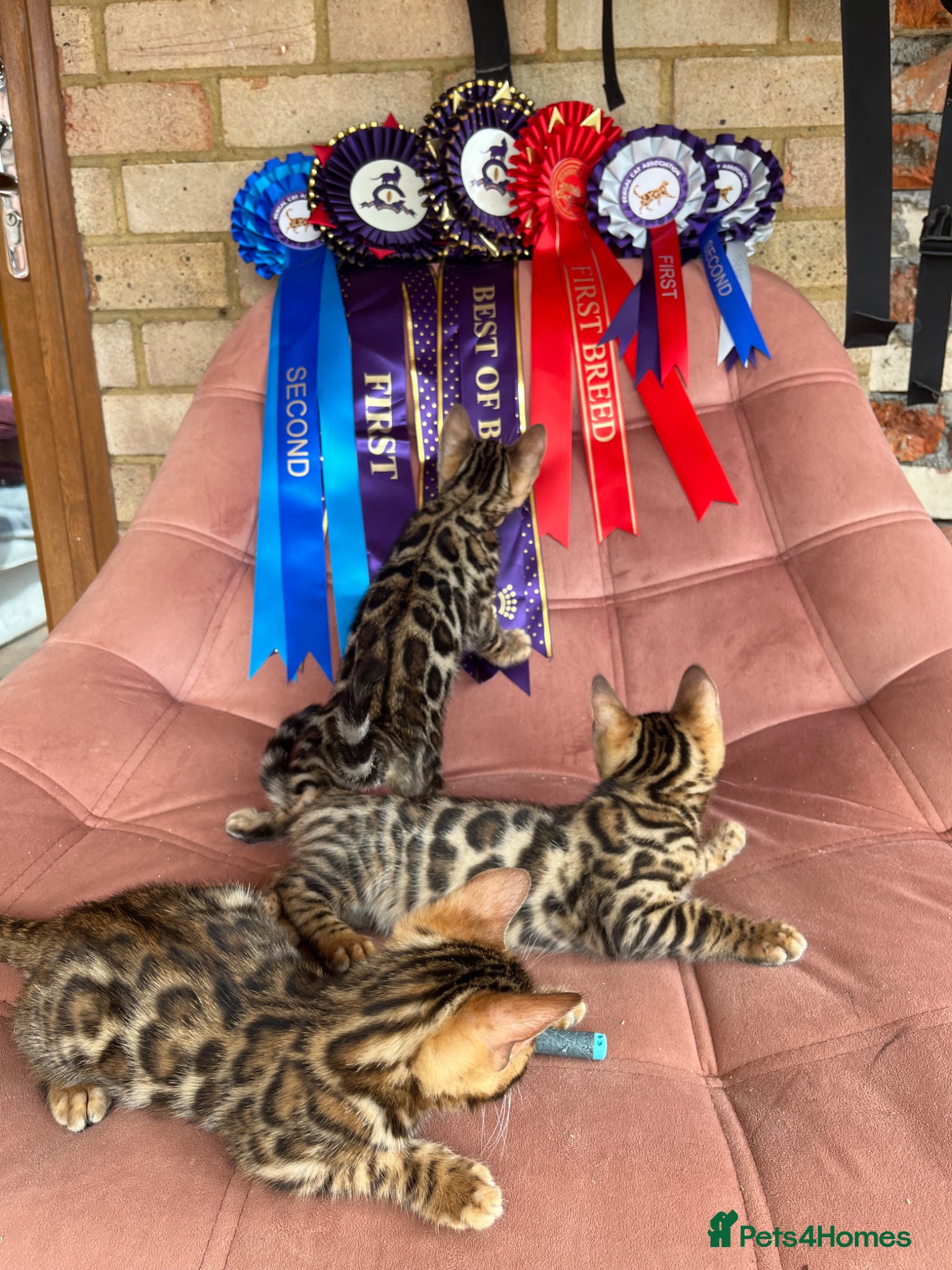 Bengal cats 🐾 Show quality GCCF Bengal Kittens for Sale 🐾 - Advert 2