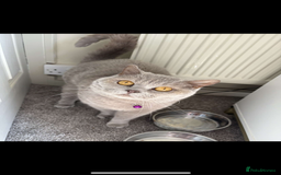 British Shorthair cats for sale: British shorthair kittens lilac & blue⭐️ - Image 10