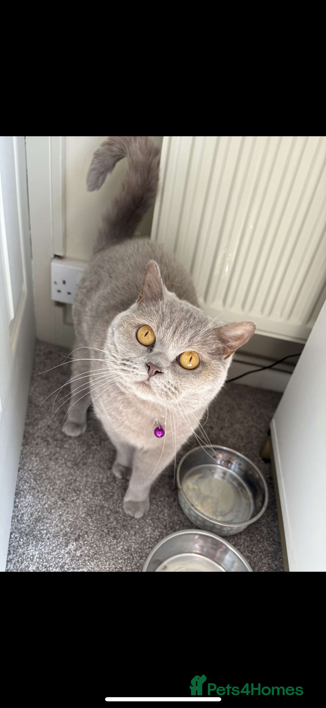 British Shorthair cats for sale: British shorthair kittens lilac & blue⭐️ - Image 10