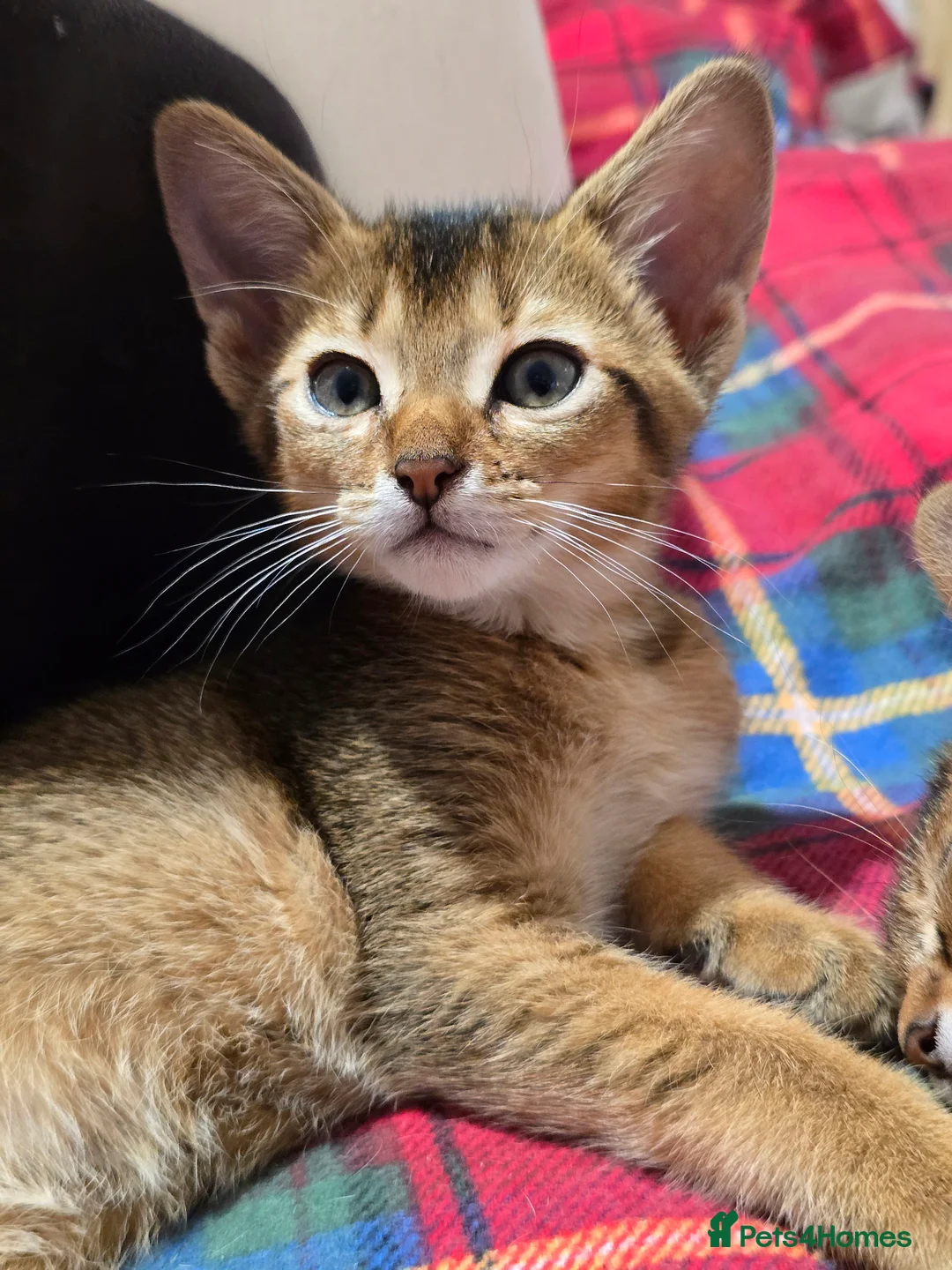 Abyssinian cats for sale: Stunning Kittens – Not to Miss - Advert 25