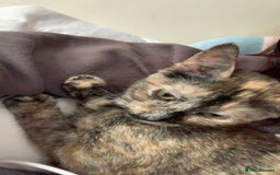 Mixed Breed cats for sale: Queen Delilah - Tortie female  - Image 2
