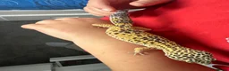 Leopard Gecko reptiles for sale: 2 x leopard gecko  - Advert 4