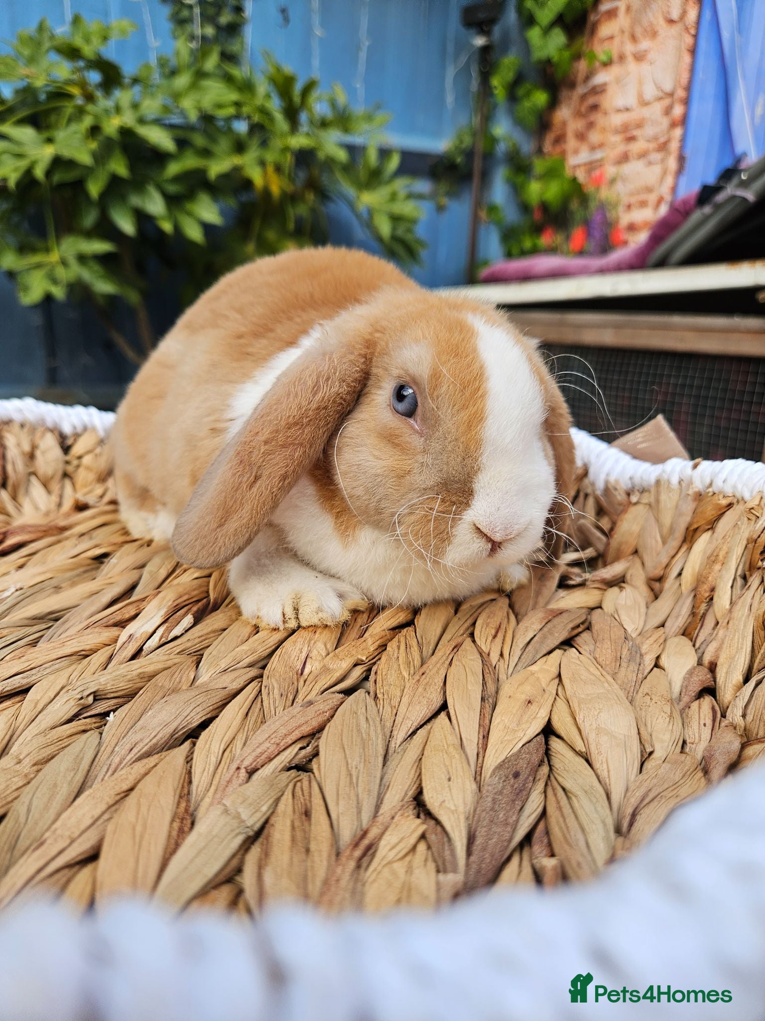 Mini Lop rabbits Pure bred Mini Plush Lops SUFFOLK PLUSH - Advert 2
