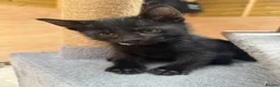 Savannah cats for sale: Savanna x British blue - Advert 4