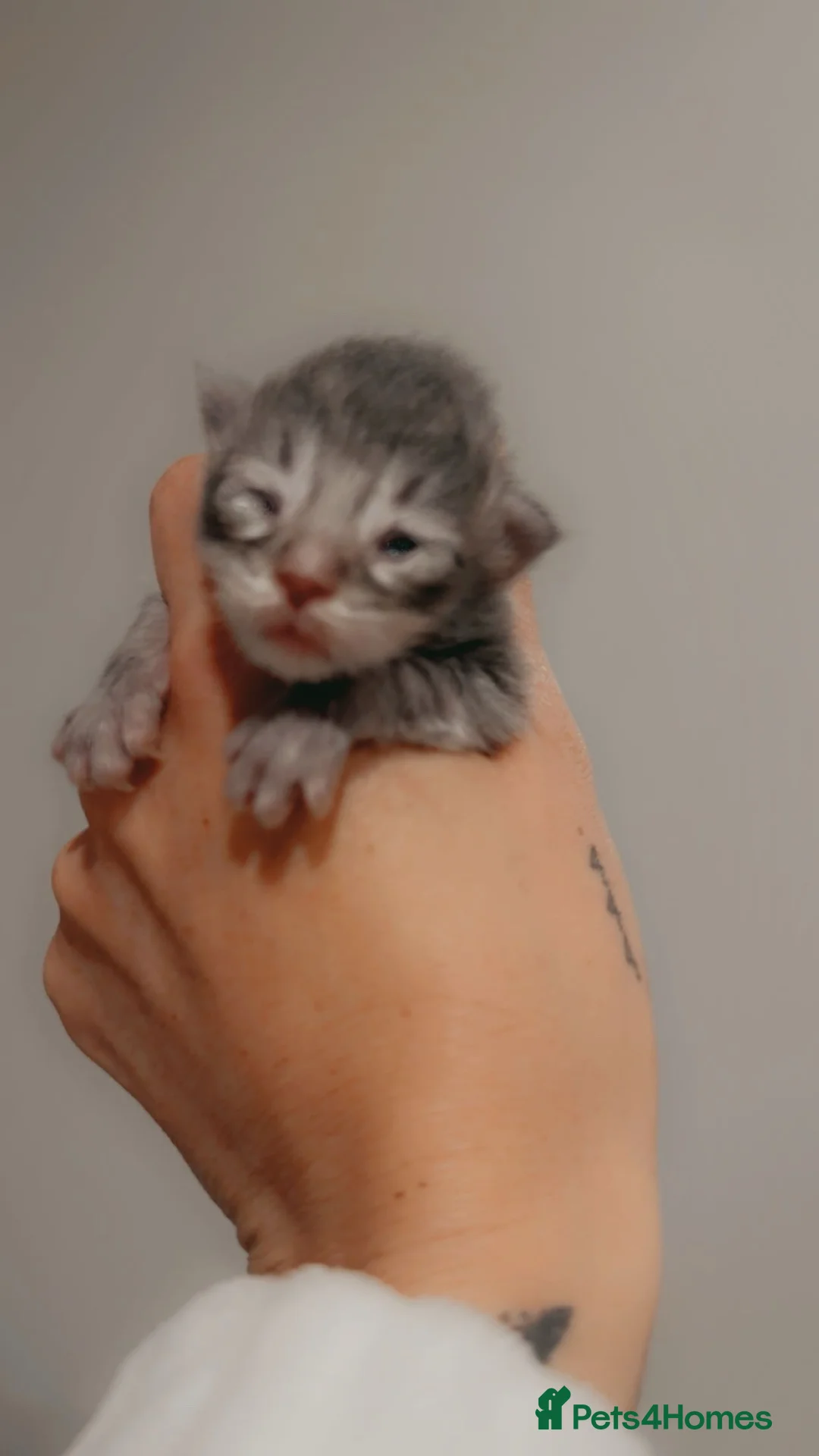 Maine Coon cats for sale: Full Pedigree Maine Coon Kittens  - Advert 3