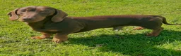 Miniature Dachshund dogs for sale: CHAMPION LINE KC REG & PRA CLEAR MINIS LOW COI - Advert 21