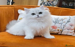 Scottish Fold cats for sale: Excellent Scottish straight kittens ready to go - Image 5