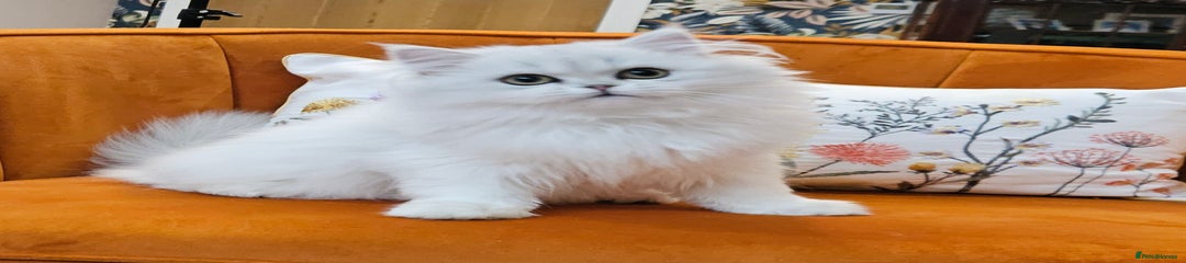 Scottish straight Kitten 3