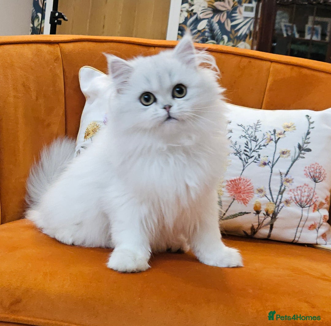 Scottish Fold cats for sale: Excellent Scottish straight kittens ready to go - Image 5