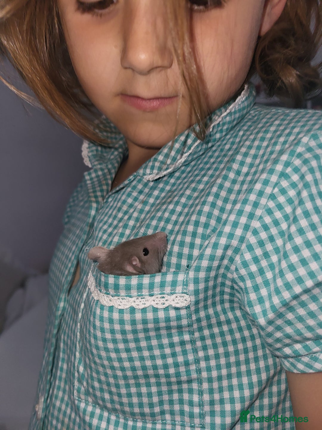 Rat rodents for sale: Mixed baby rats - males and females - Image 3