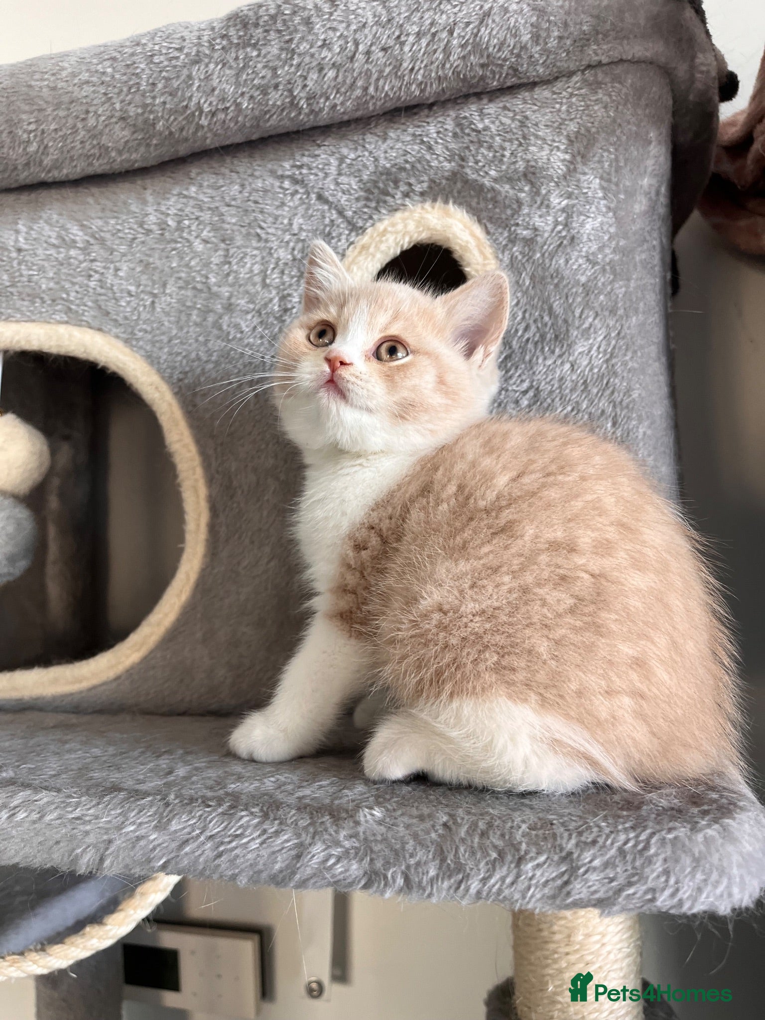 British Shorthair cats Unique British Shorthair Kittens 🐈✨ - Advert 8