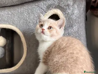British Shorthair cats Unique British Shorthair Kittens 🐈✨ - Advert 8
