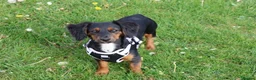 Mixed Breed dogs for sale: Poppy - Advert 5