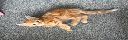 Mixed Breed cats for sale: Mixed breed kittens  - Advert 14