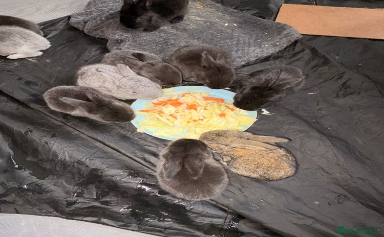 Continental Giant rabbits German Giants (continental giant rabbits) - Advert 1