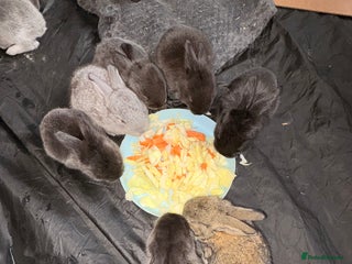 Continental Giant rabbits German Giants (continental giant rabbits) - Advert 1