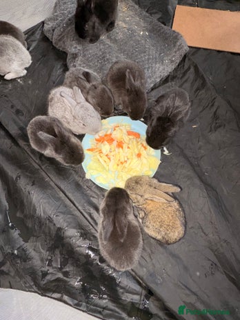 Continental Giant rabbits German Giants (continental giant rabbits) - Advert 1