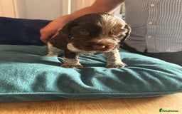 Cocker Spaniel dogs for sale: KC Registered Show Cockers - Image 14
