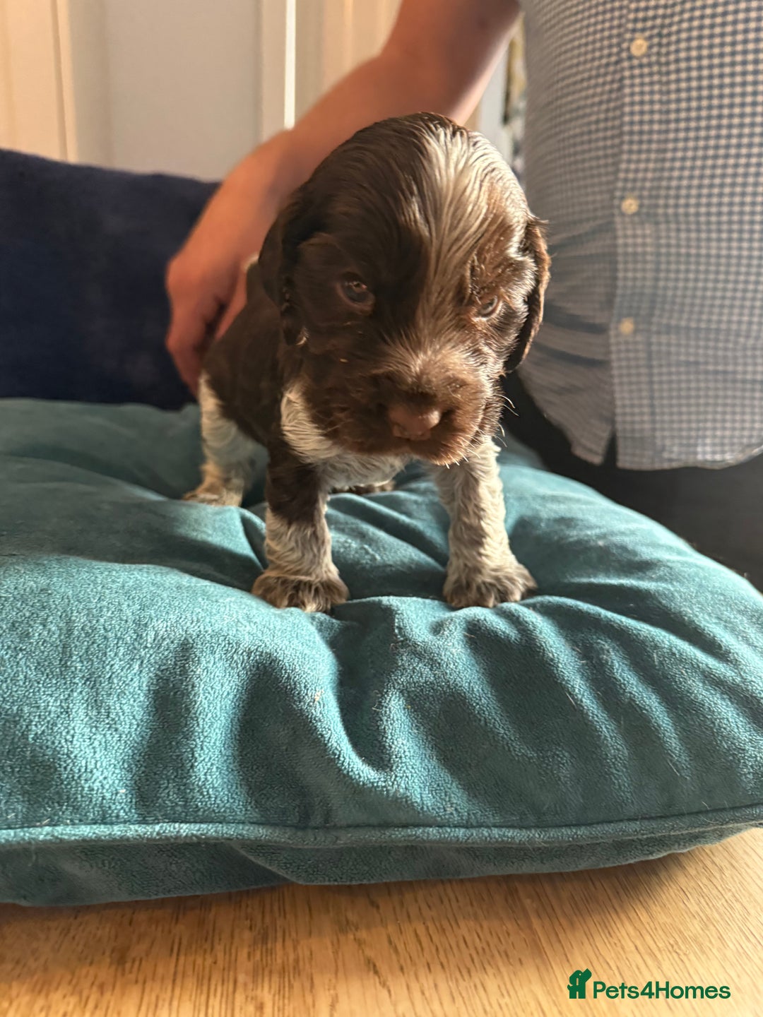 Cocker Spaniel dogs for sale: KC Registered Show Cockers - Image 14