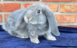 French Lop rabbits for sale: Beautiful French Lops - Image 12