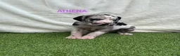 Great Dane dogs for sale: Chunky Great Dane puppies  - Advert 31