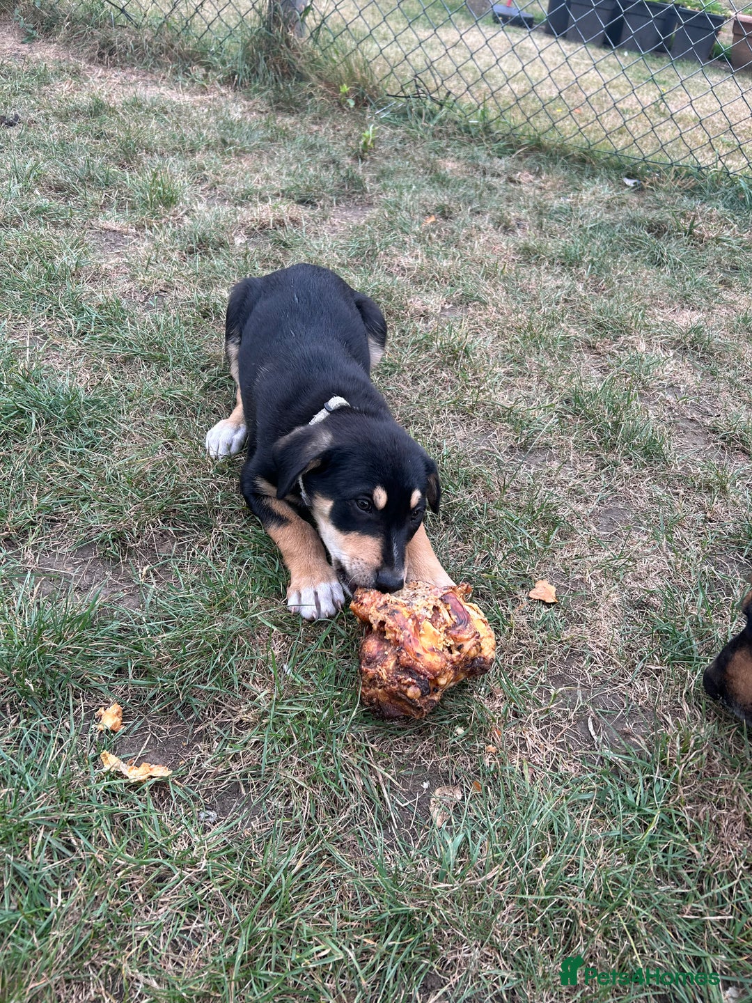 Mixed Breed dogs for sale: Our beautiful boy Koda💙 - Advert 31