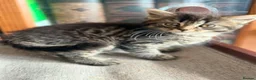 British Shorthair cats for sale: Stunning British Shorthair Kittens Ready Now! - Advert 24