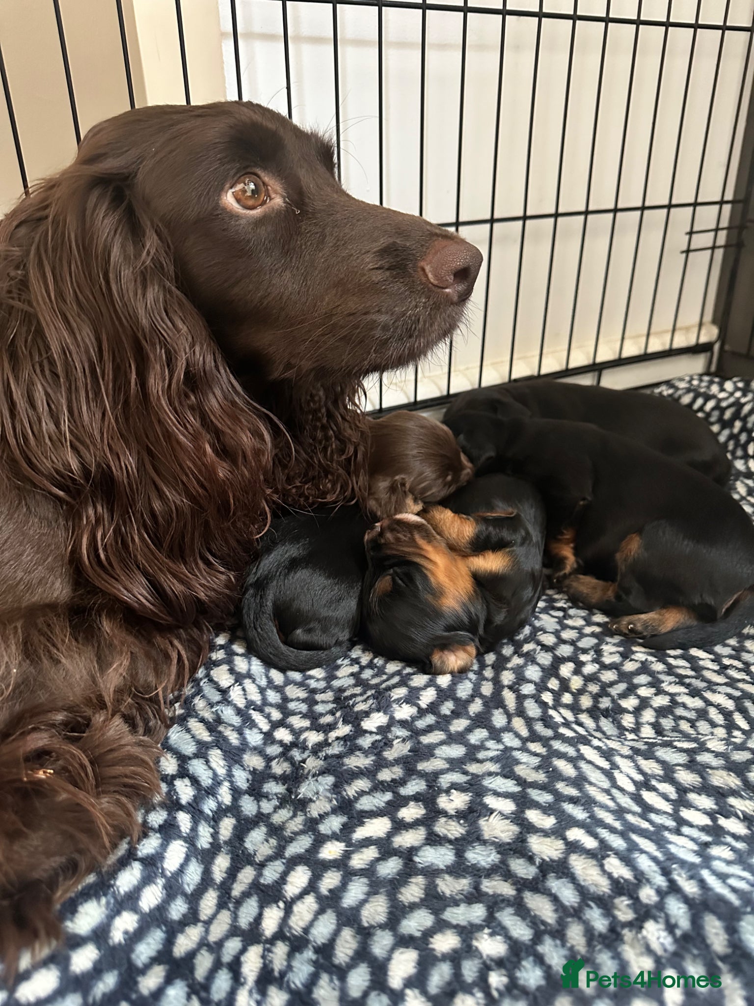 Cocker Spaniel dogs for sale: KC Registered Cocker Spaniels–DNA Clear Parents 👑 - Advert 9